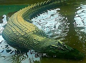 8 Oldest Crocodiles in The World | Oldest.org