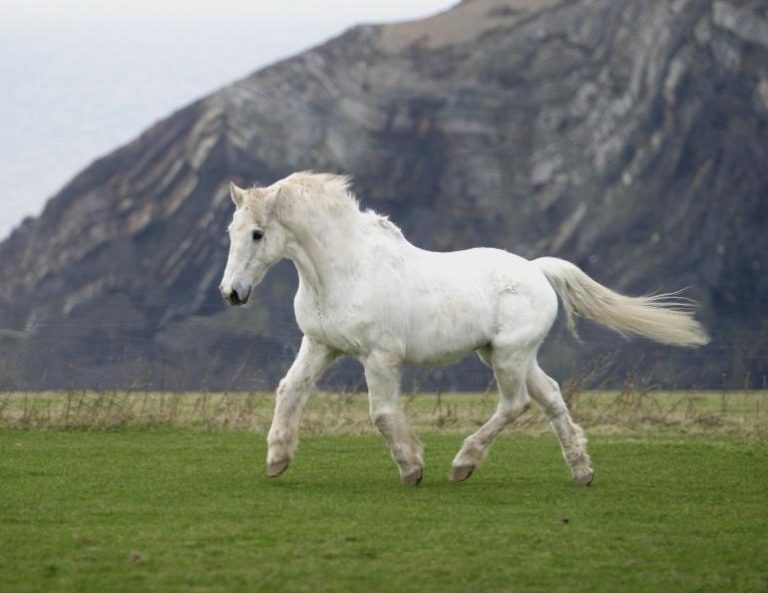 8 Oldest Horses in the World