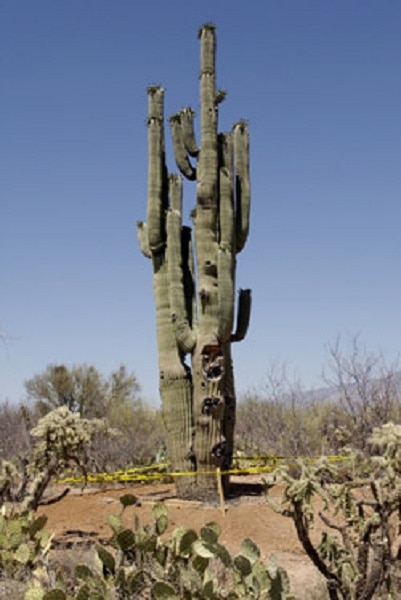 Saguaro Cactus Growth Rate Chart