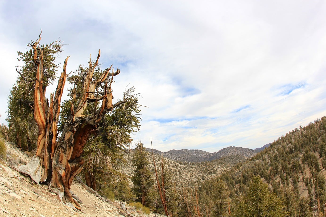 Ancient Bristlecone Pine Forest