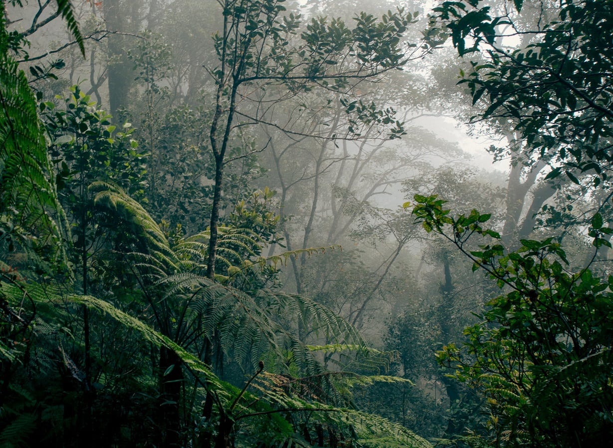 Borneo Lowland Rainforest