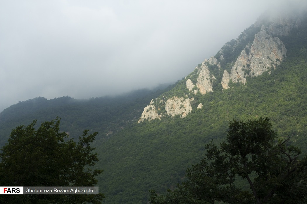 Caspian Hyrcanian Mixed Forests