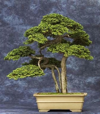 Chabo Hiba Cypresses