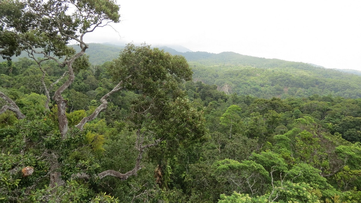 Daintree Rainforest