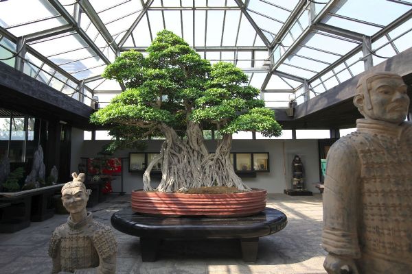  Juniper Bonsai Tree 