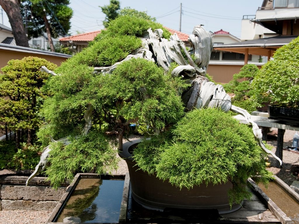  Juniper Bonsai Tree 