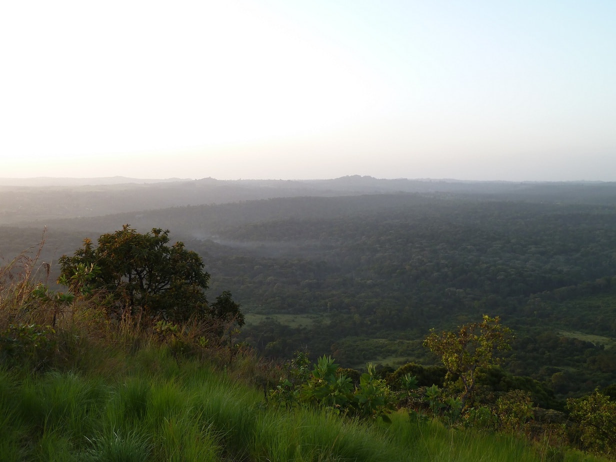 Kakamega Forest