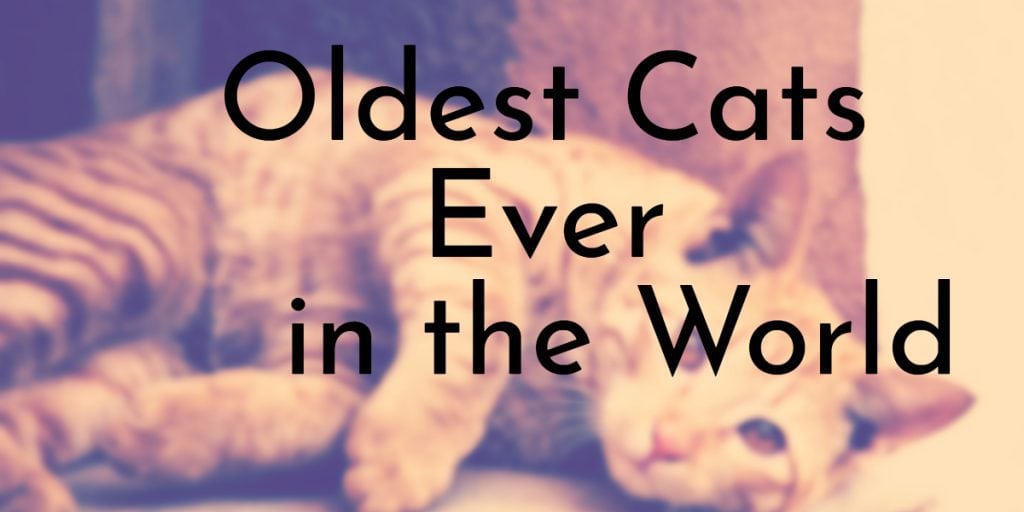 Oldest Cats Ever in the World