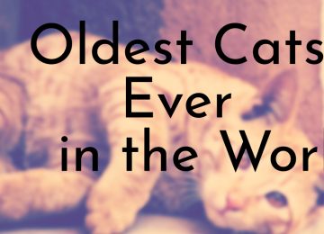 Oldest Cats Ever in the World