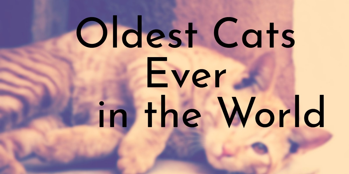 how old is nine in cat years