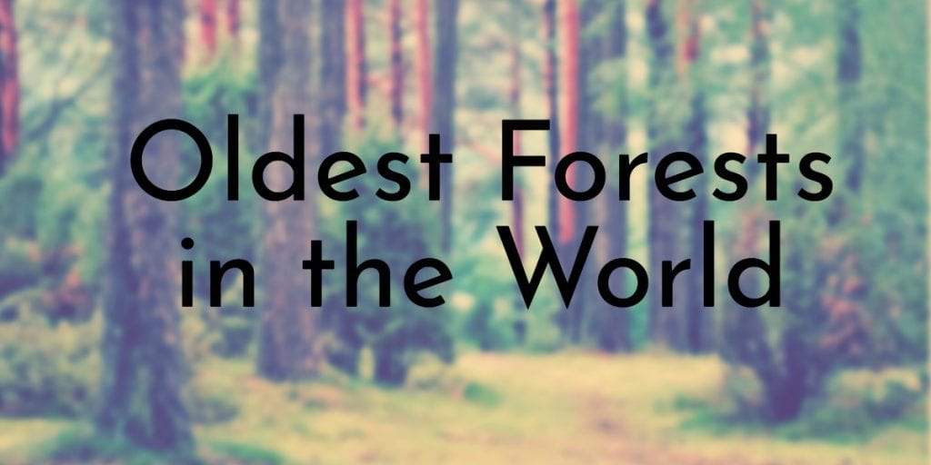 Oldest Forests in the World