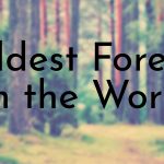 Oldest Forests in the World