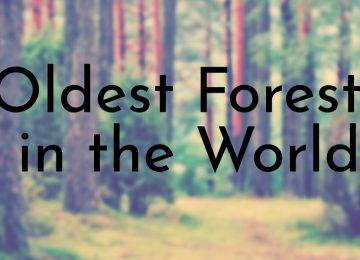 Oldest Forests in the World