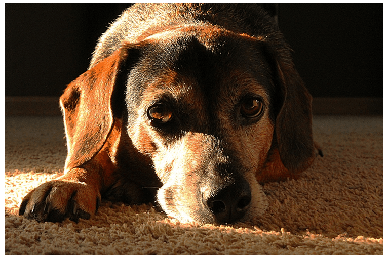 10 Oldest Living Dogs