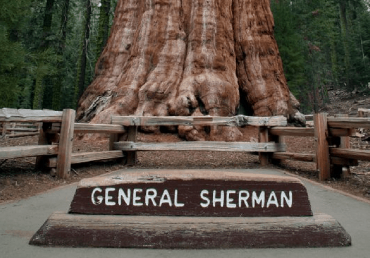 Sequoia-National-Park