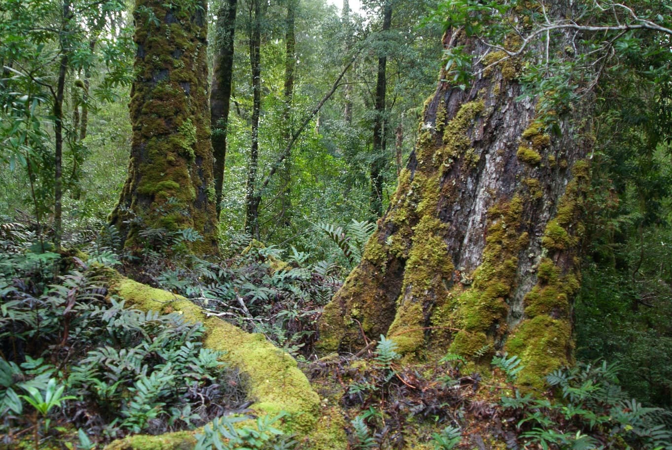 Tarkine Rainforest