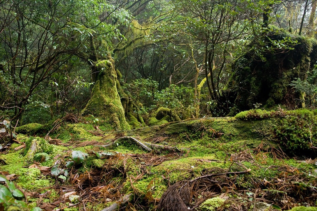 Yakushima Forest