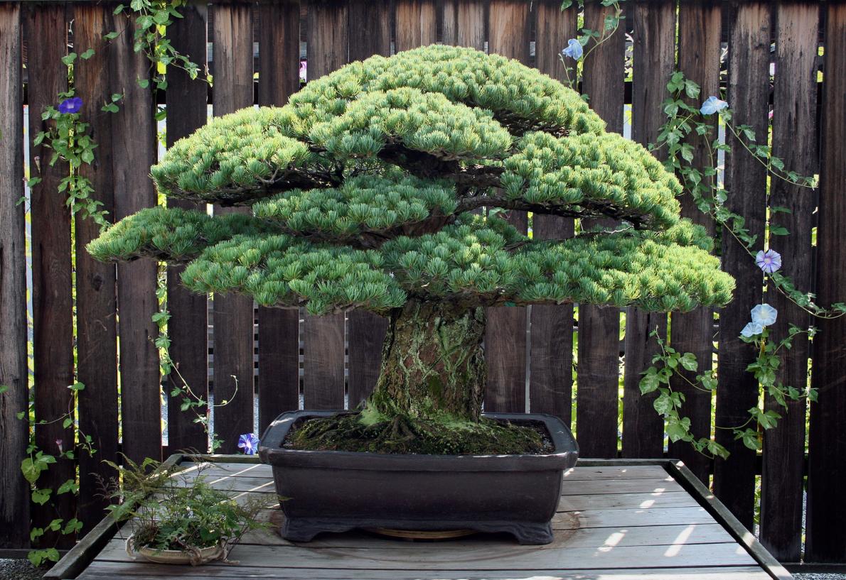 7 Oldest Bonsai Trees In The World Oldest Org