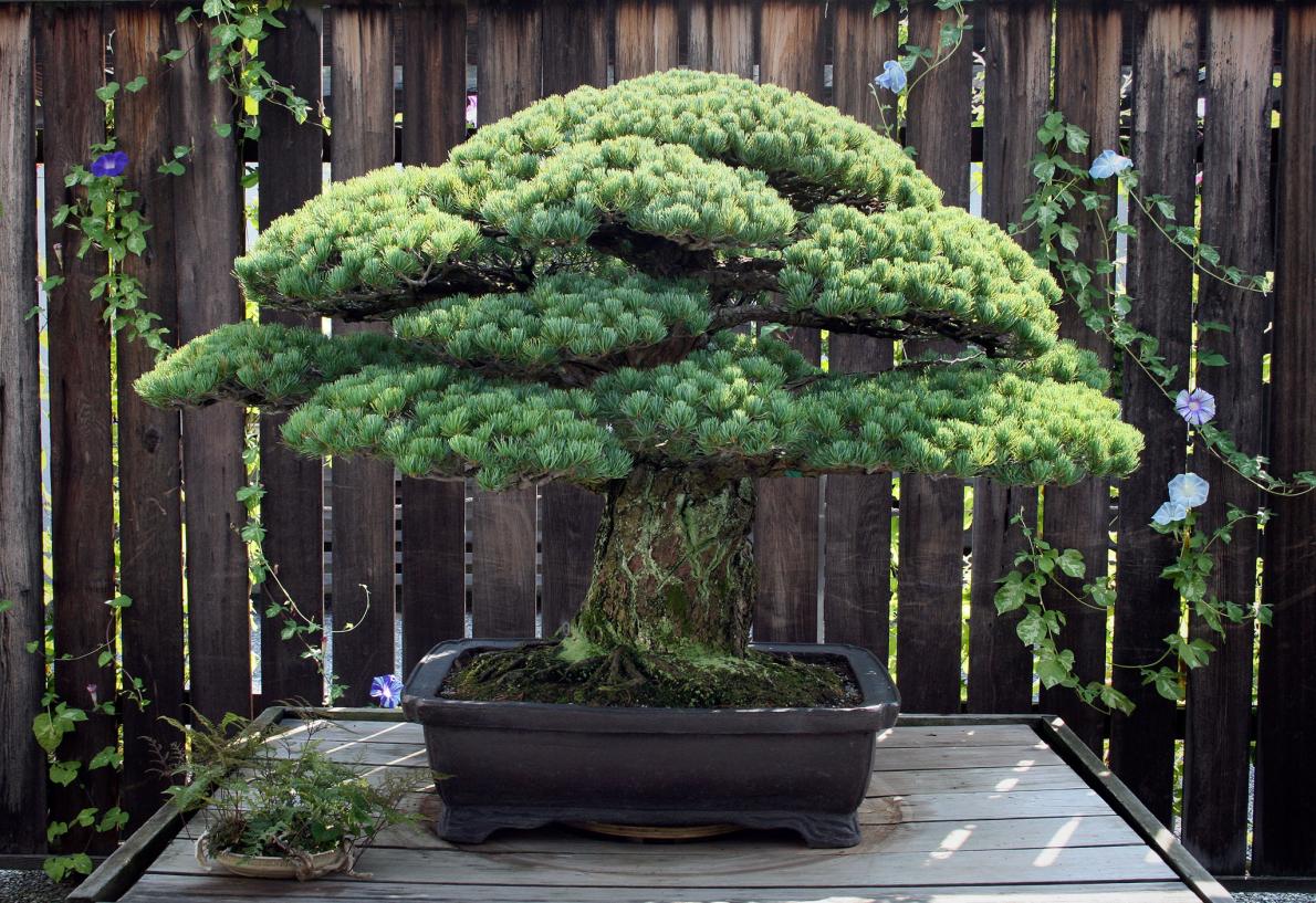 [Image: Yamaki-pine.jpg]