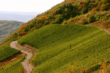 staffelter-hof-winery