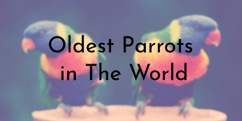 3 Oldest Parrots in The World Oldest