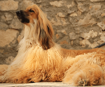 Afghan Hound