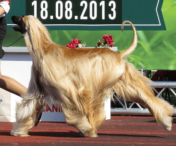 Afghan Hound