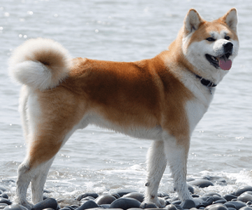 Akita Inu