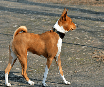 Basenji