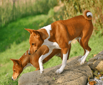 Basenji