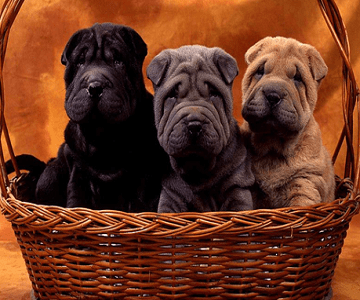 Chinese Shar Pei 