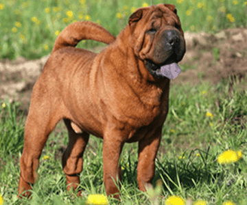 Chinese Shar Pei 