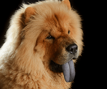 Chow Chow