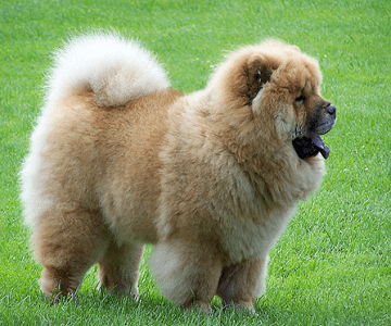 Chow Chow