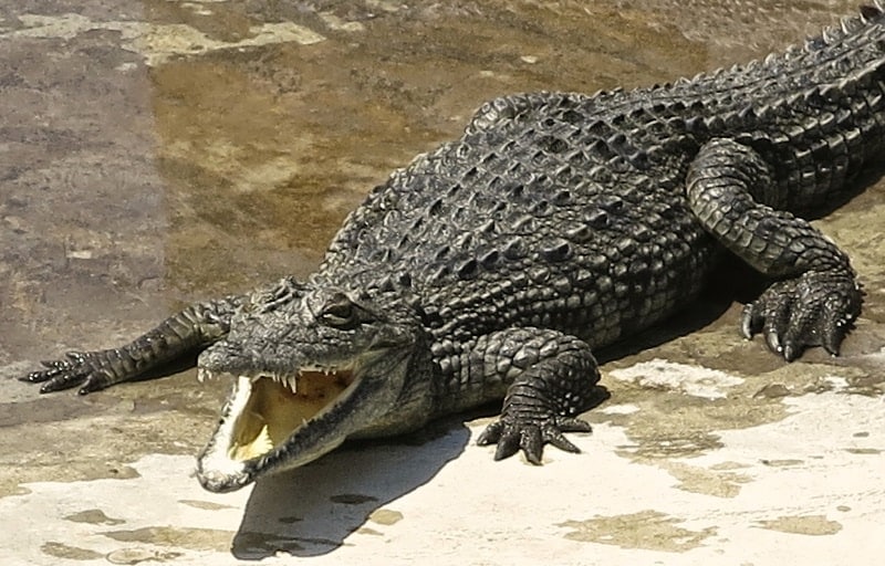 largest crocodile in the world gustave