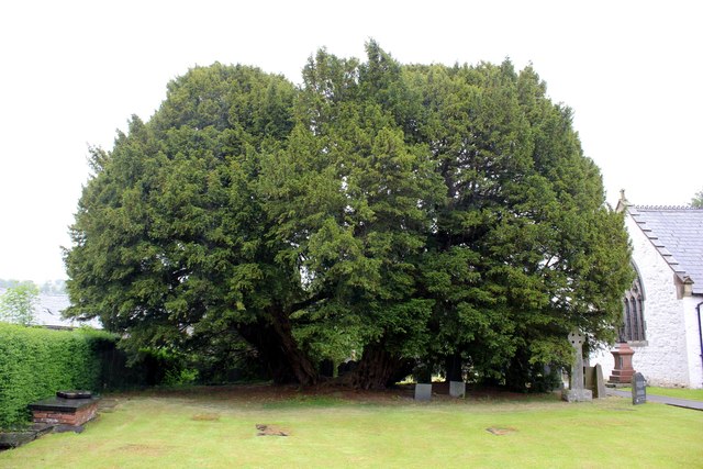 Llangernyw Yew