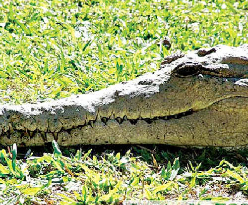 8 Oldest Crocodiles in The World | Oldest.org