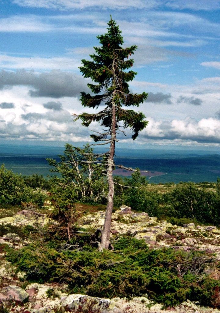 Old Tjikko