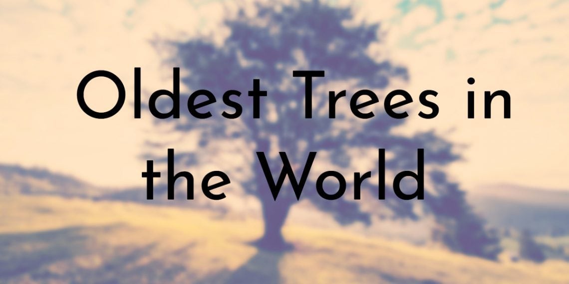 10 Oldest Trees in the World (Updated 2019)