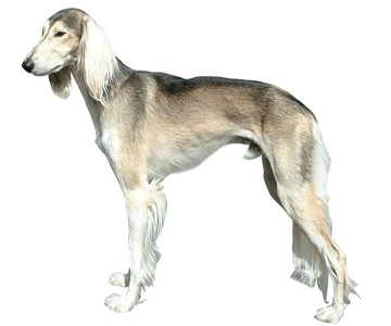 Saluki