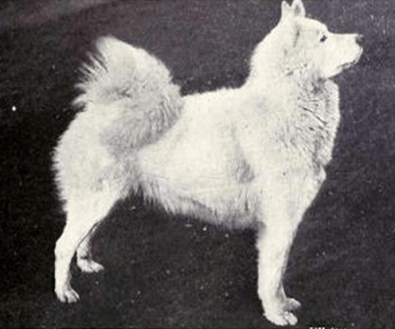 Samoyed