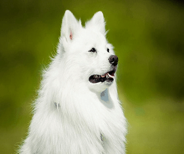 Samoyed