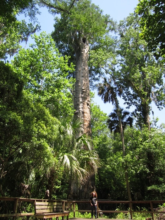 Top 7 What is the worlds oldest tree 2 10 Oldest Trees in the World