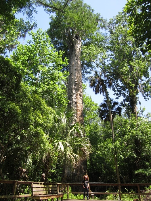 10 Oldest Trees in the World