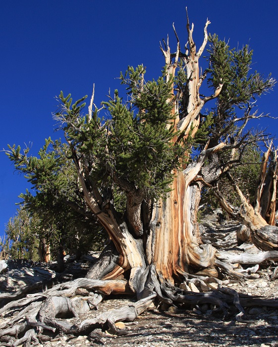 Unnamed Great Basin Bristlecone Pine 