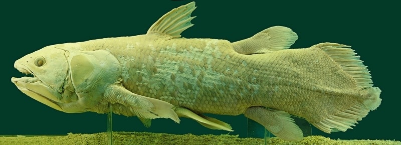 10 Oldest Species in the World 10 Oldest Species in the World