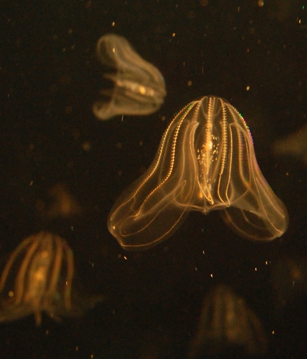 Ctenophores