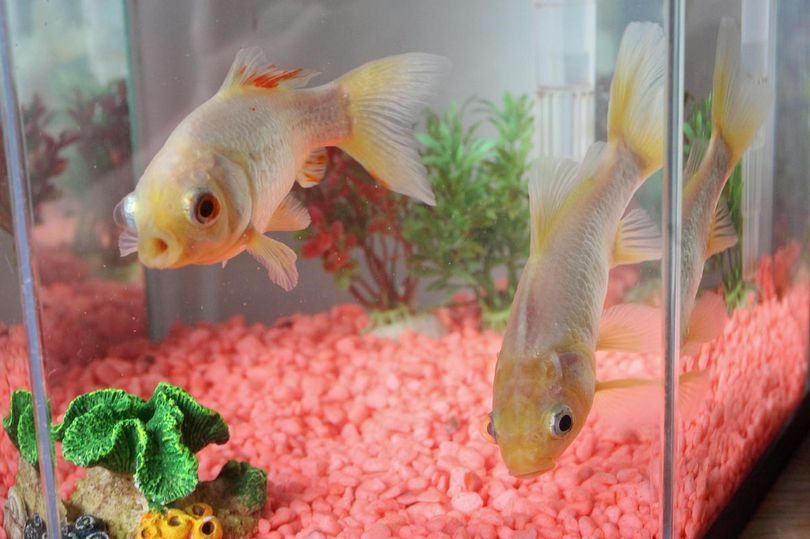 7 Oldest Goldfish that Ever Lived Oldest