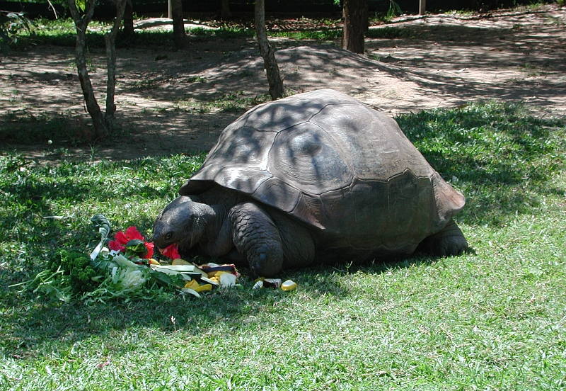 8 Oldest Living Animals in the World 8 Oldest Living Animals in the World