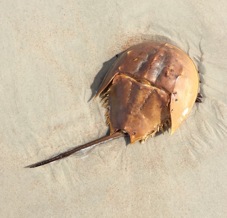 10 Oldest Species in the World 10 Oldest Species in the World